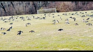 Hundreds of Goose in the Stadium geese goose [upl. by Hanus]