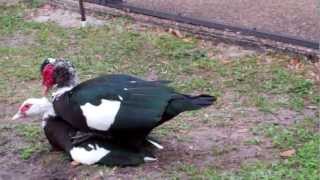 Male Muscovy Duck Mates then Celebrates [upl. by Hilly]