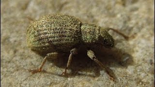 Sciaphilus asperatus  Weevil  Rüsselkäfer [upl. by Nanci]