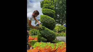 Satisfying conifer spiral topiary trim [upl. by Animehliw120]