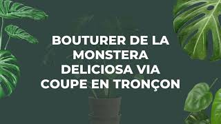 BOUTURER DE LA MONSTERA DELICIOSA VIA COUPE EN TRONÇON [upl. by Frasco]