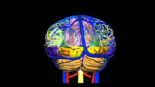 The Human Brain in 1492 Pieces [upl. by Eissel]