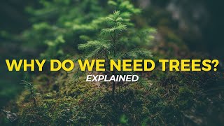 Why Do We Need Trees  Eco Facts  One Tree Planted [upl. by Talia]