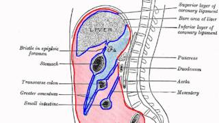 Peritoneal Cavity  Part 1  Anatomy Tutorial [upl. by Ocker75]