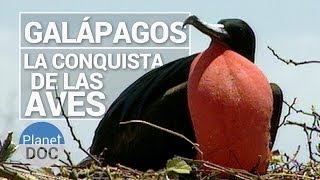 Galapagos La Conquista de las Aves  Naturaleza  Planet Doc [upl. by Sybley59]