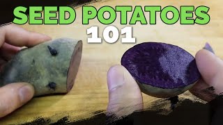 Seed Potatoes 101 How To Prepare Potatoes For Planting [upl. by Perri]