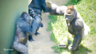 Huge Silverback Gorilla Shows Whos Boss  The Shabani Group [upl. by Pallaton]