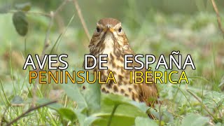 ❤️ ZORZAL COMÚN TURDUS PHILOMELOS AVES DE ESPAÑA 4K [upl. by Oruntha]