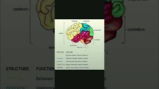 Brain Function humanbody humanbrain humanbrainfacts shortsvideo shortsfeed shortvideo shorts [upl. by Runkel]