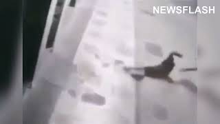 Thief Falls From 2nd Floor And Gets Hit On Head By TV [upl. by Amarillas]