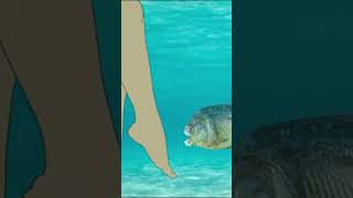 ASMR Remove huge pus and isopod parasite from infected foot asmr animation satisfying shorts yt [upl. by Strage929]