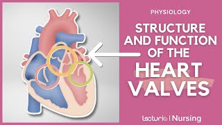 Heart Valves Atrioventricular and Semilunar Heart Valves  Physiology  Lecturio Nursing [upl. by Ledniahs]