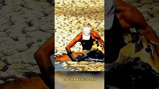 I found the deer stuck in the sand shorts samefusion sorts sortvideo [upl. by Altman]