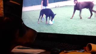 Doberman Puppy Sully Watching Dobermans [upl. by Haase]