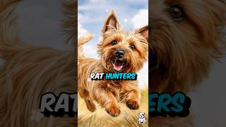 3 Fun Facts About Norwich Terrier Dogs shorts norwichterrier [upl. by Cammy]