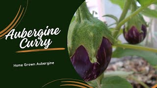 Homegrown Aubergine Curry [upl. by Nohsav]