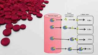 Physiologie Animale Transport plasmatique des Hormones  Notion de récepteur Mécanismes d’action [upl. by Siahc]