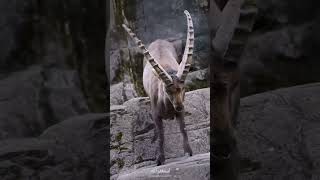 Amazing Footage Goats Climbing on a Near vertical Dam  Pakistan National Animalgoat viralvideo [upl. by Eidnarb835]