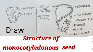 Structure of monocotyledonous seed drawing easy steps how to draw monocotyledonous seed easy [upl. by Minna]