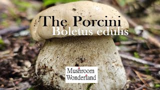 Porcini Mushrooms Boletus edulis Forage and Cook [upl. by Mungam638]