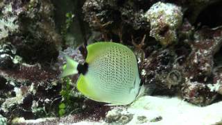 Chaetodon miliaris Lemon butterflyfish [upl. by Lenette]