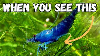 Patience Pays Off When to Add Shrimp to an Aquarium [upl. by Enirol]