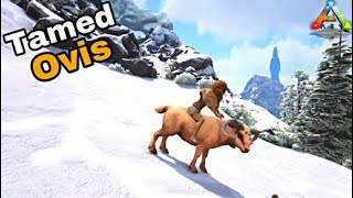 How to tame a Ovis in Ark Survival Evolved [upl. by Anitsuj]