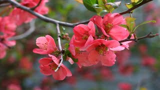 Flowering Quince Chaenomeles Growing Guide amp 1 Year Update on one growing from bare root  Ep 113 [upl. by Fishman]