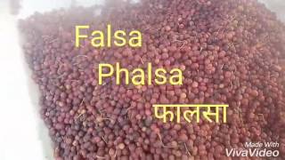 NO42 How to growgerminate FalsaPhalsaGrewia AsiaticsUses of Falsa summer fruit HindiUrdu [upl. by Iris]