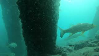 Dropping Cameras Under The Boynton Pier A Snook Hotspot [upl. by Eiddam445]