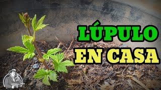 Lúpulo en Casa  La Birra Nostra [upl. by Aicerg563]