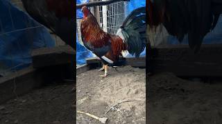 Whitehackle chicken roosters backyardchickens roostersandhens rooster birds gamefowl [upl. by Oal]