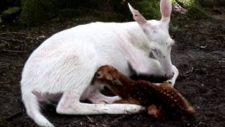 White Doe gives birth to 2 buck fawnsone brown and one white [upl. by Glory]