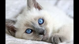 Cutest Kittens  Cute Balinese Kittens Compilation [upl. by Ardine]