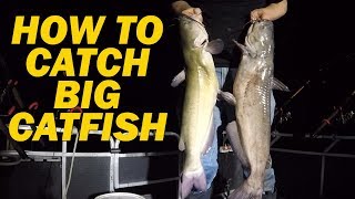 How to catch flathead catfish with live bait  Fishing for channel catfish with shad [upl. by Gifferd766]