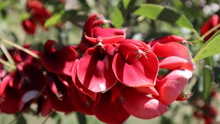 Ceibos en flor  Erythrina cristagalli var cristagalli  flora argentina  Seibo común  Ceibo [upl. by Winnick]