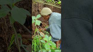 Traditional Wild Crabs Catching डोंगरावरील खेकडे [upl. by Einra]