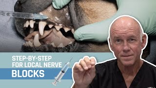 Veterinary Dentistry  Nerve Blocks for Oral Surgery for Dogs and Cats [upl. by Hightower]