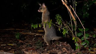 Brushtailed Possum Joey still scared of light lived in darkness since birth [upl. by Lavinia]