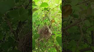 small nest of baby peacok birds nest birdhome birdnest birdslover birdshelter bird [upl. by Harli]