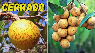 20 FRUTAS INCRÍVEIS E CURIOSAS NATIVAS DO CERRADO BRASILEIRO [upl. by Eelahs599]