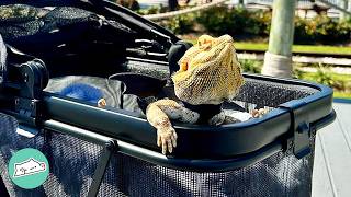 Woman Saves A quotScaryquot Bearded Dragon Now They Go On Walks Together  Cuddle Buddies [upl. by Zeena896]