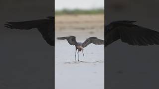 Reddish Egret elegant dance 🪶 birds birdwatching shorts bird [upl. by Emoraj]