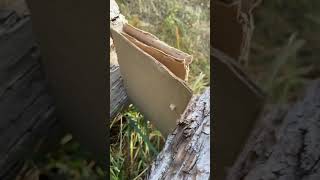 How many layers of cardboard can Airsoft go through [upl. by Hurwit]