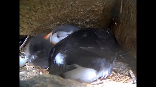 New baby puffin on Seal Island July 1 2017 [upl. by Atived]