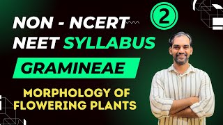 Gramineae  Non NCERT NEET Syllabus  Morphology of Flowering Plants [upl. by Yssor]