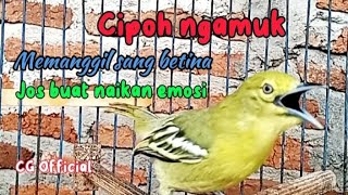 cipoh gacor memanggil betina efektif buat menaikan emosisirtugacorcipowgunungofficial7418 [upl. by Sessylu60]