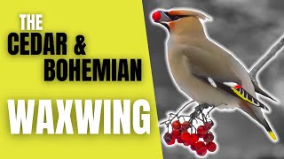 Cedar and Bohemian Waxwings  The Peaceable Flock Birds [upl. by Aisac]