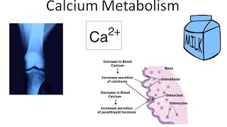 Calcium Metabolism [upl. by January354]