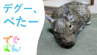 【デグー】飼い主の上でべたーっとなる デグーのぽん3 00005 [upl. by Ainahtan]